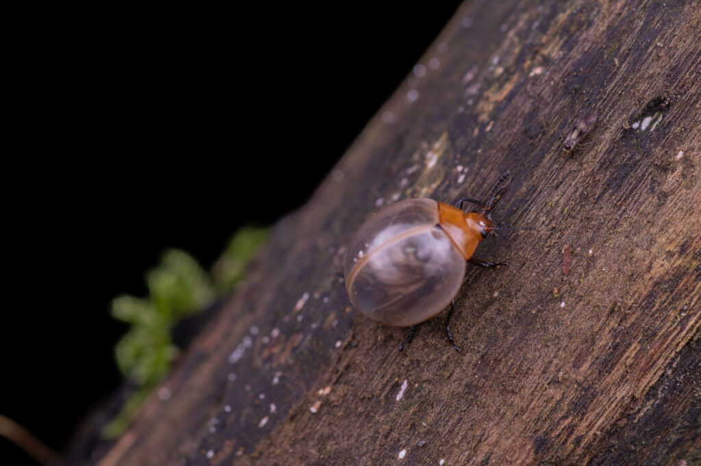 Fauna del lugar. Foto: Eduardo Salazar.