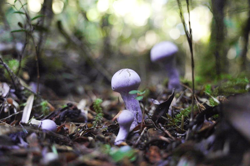 «Estos hongos han permanecido en la oscuridad»: Publican los primeros mapas predictivos de hongos micorrízicos subterráneos y alertan su gran desprotección