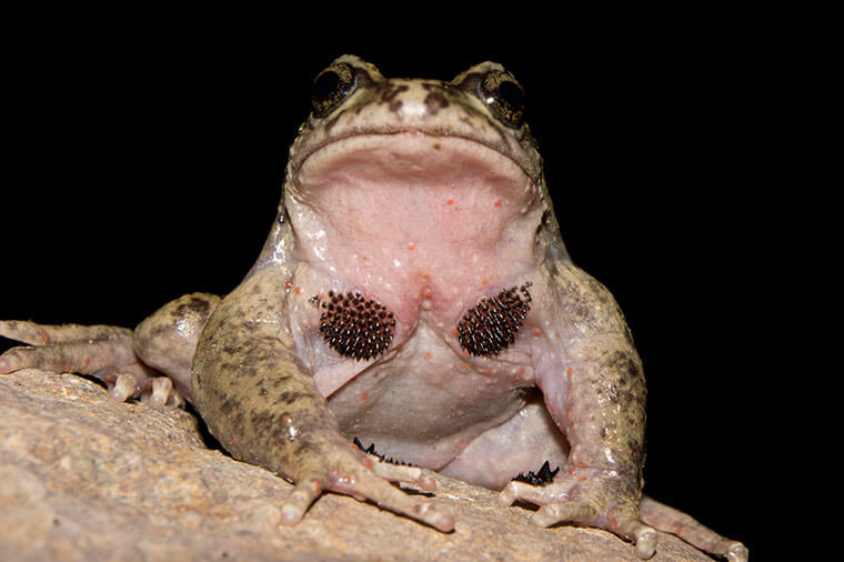 rana de pecho espinoso de La Parva (Alsodes tumultuosus). Créditos: ©Andrés Charrier