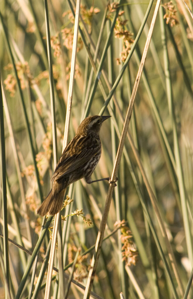 Trile (Agelasticus thilius) hembra. Créditos: Nicolas Olejnik.