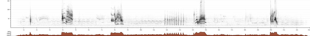 Sonograma de Agelasticus thilius. Créditos: Peter Boesman, XC449795. Accesible en www.xeno-canto.org/449795.