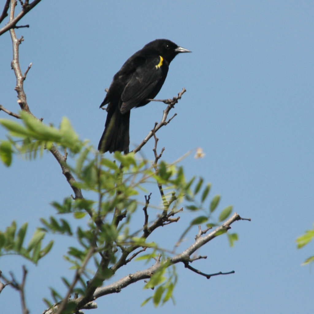 Trile (Agelasticus thilius). Créditos: Vince Smith.