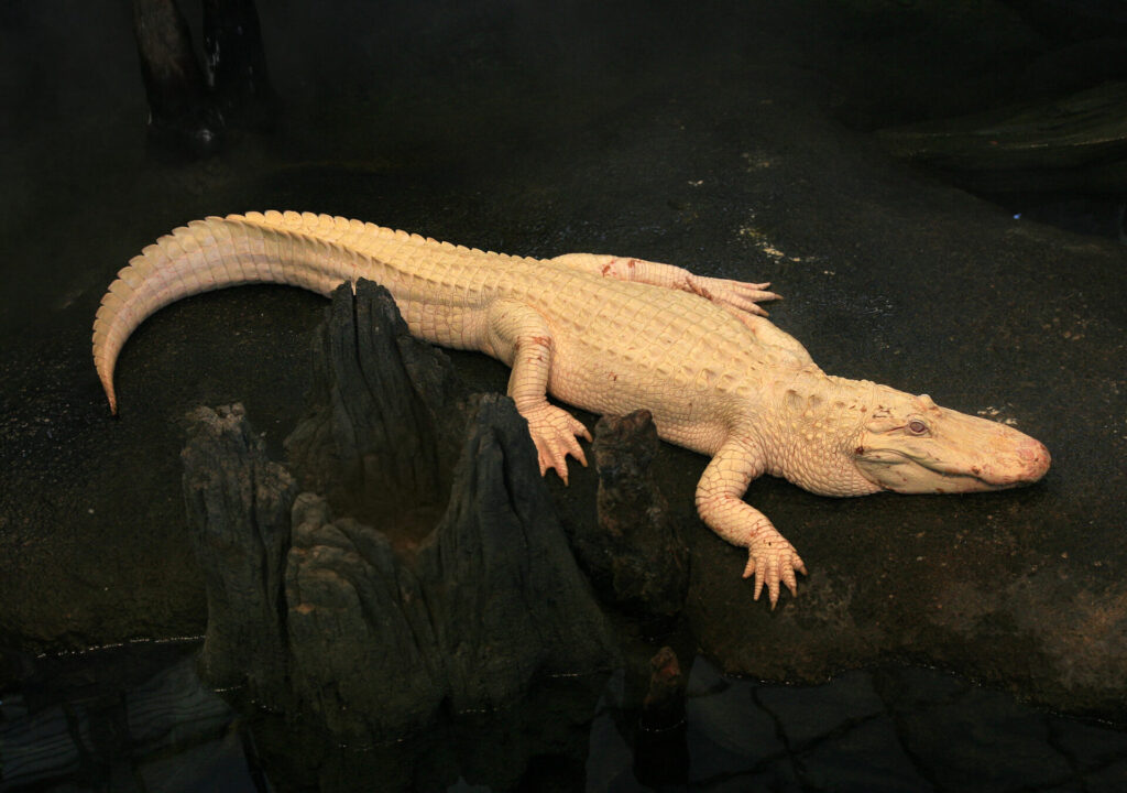Alligator con albinismo. Créditos: Brocken Inaglory