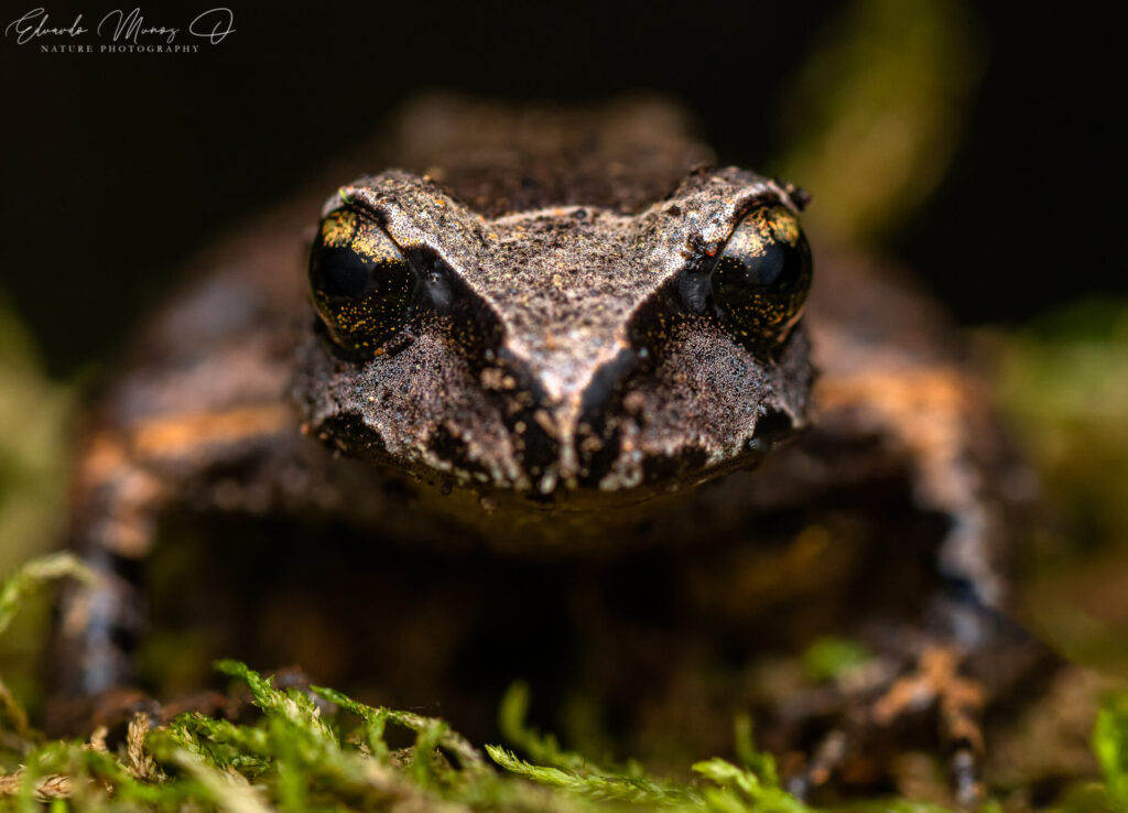 Alsodes cantillanensis. Créditos: ©Eduardo Muñoz Orellana