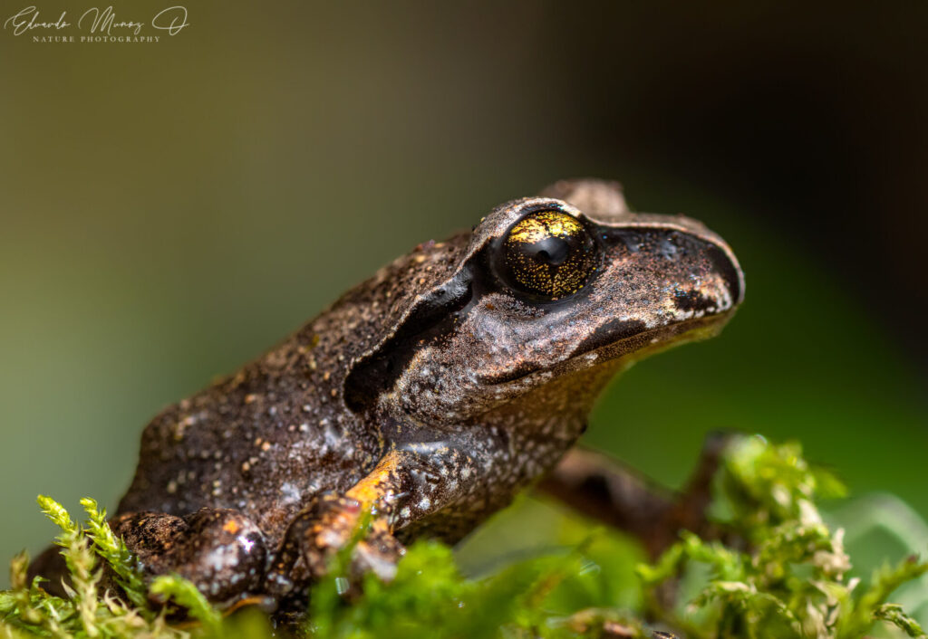 Alsodes cantillanensis. Créditos: ©Eduardo Muñoz Orellana