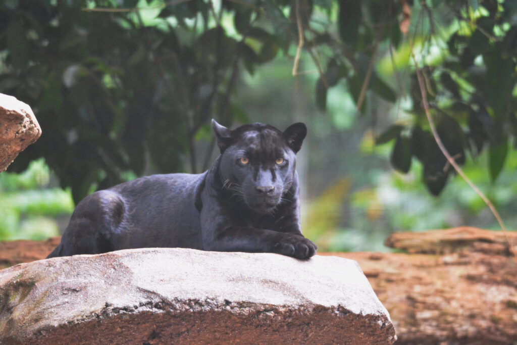 Pantera negra o jaguar melánico (Panthera onca). Créditos: Anderson Sandro