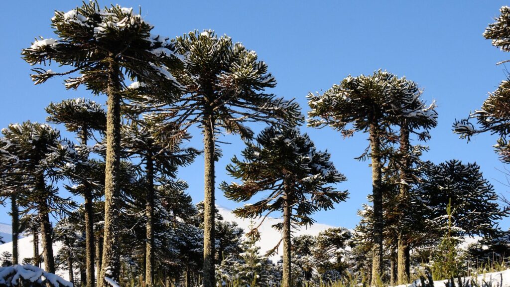 Araucarias. Créditos: IvanKonar.