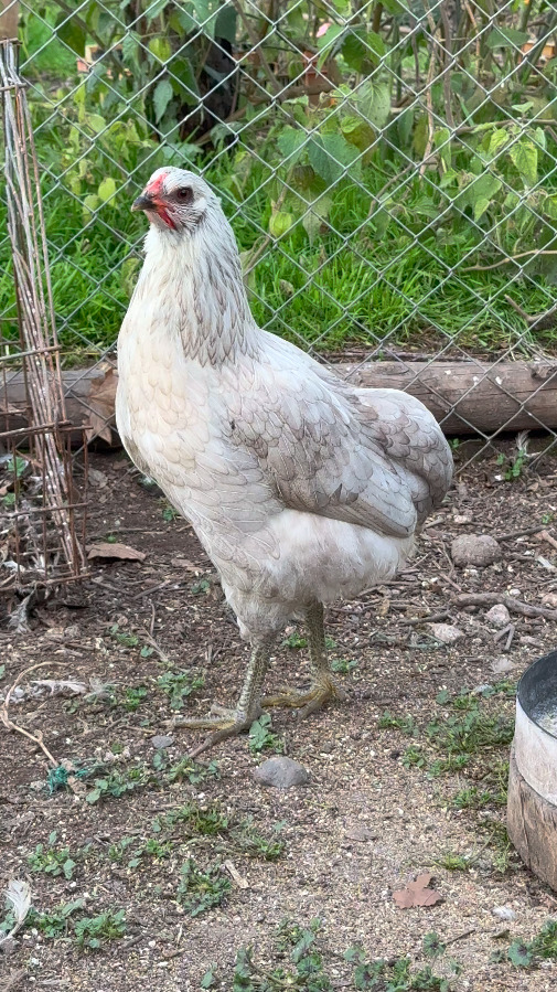 Gallina Mapuche. Créditos: Askaan Wohlt.