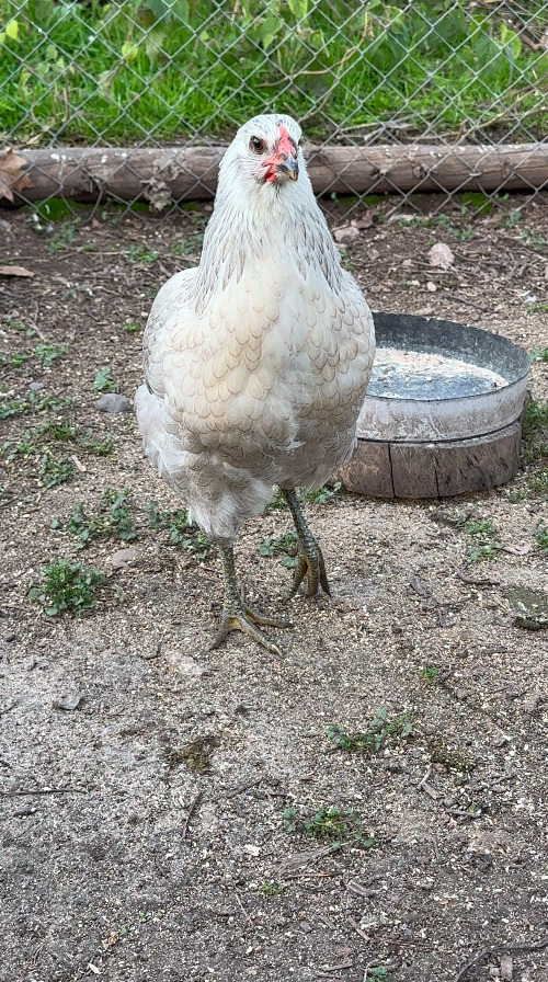 Gallina Mapuche. Créditos: Askaan Wohlt.