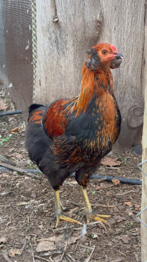 Gallina Mapuche. Créditos: Askaan Wohlt.