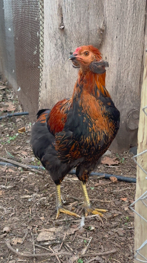 Gallina Mapuche. Créditos: Askaan Wohlt.