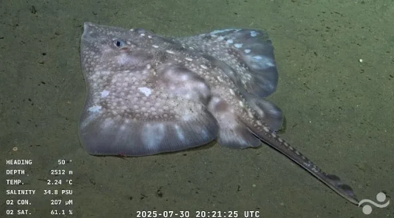 Mantarraya capturada desde transmisión Cangrejo capturado desde transmisión Schmidt Ocean Institute Foto: Real Time