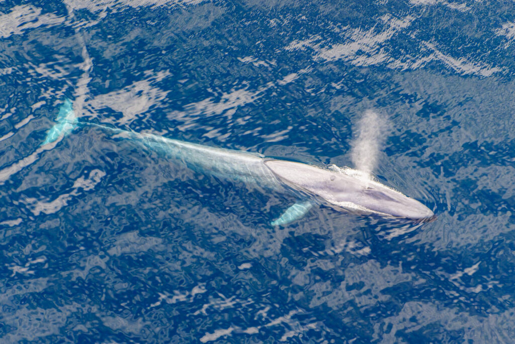 Ballena azul (Balaenoptera musculus). Créditos: Simon Pierce en iNaturalist