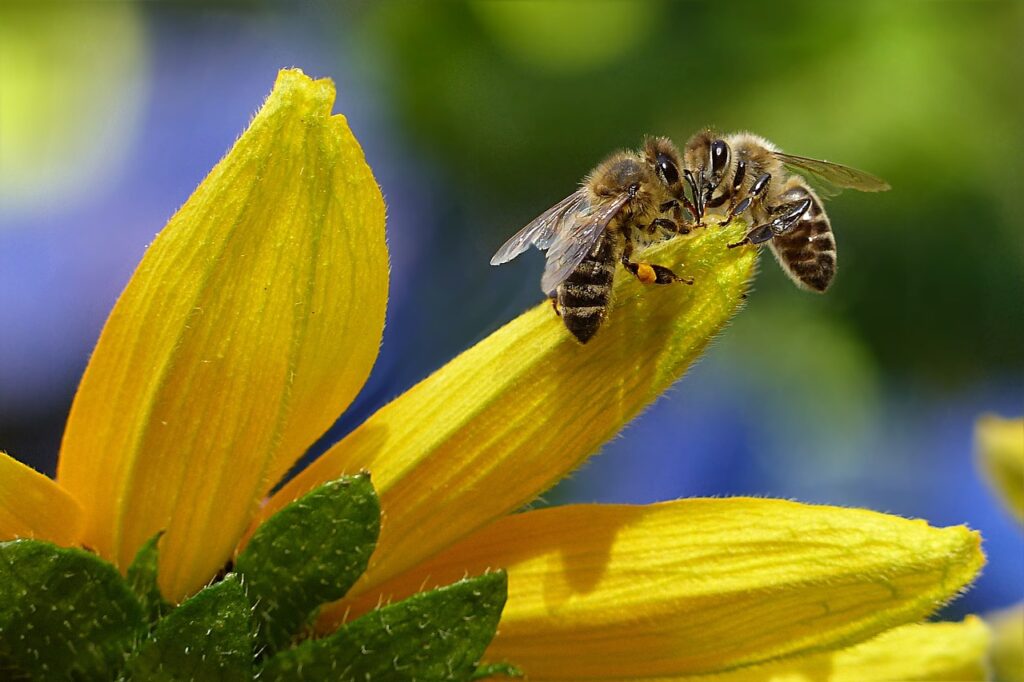 Abejas en flor. Foto: Oliefan Pixabay