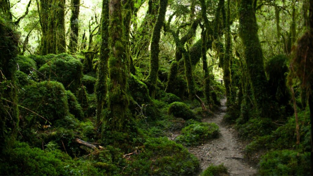 Bosque en el sur de Chile. Créditos: Kathbehrens.