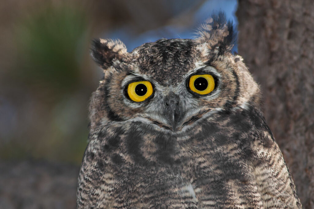 Tucúquere (Bubo magellanicus). Créditos: Ariel Cabrera Foix.