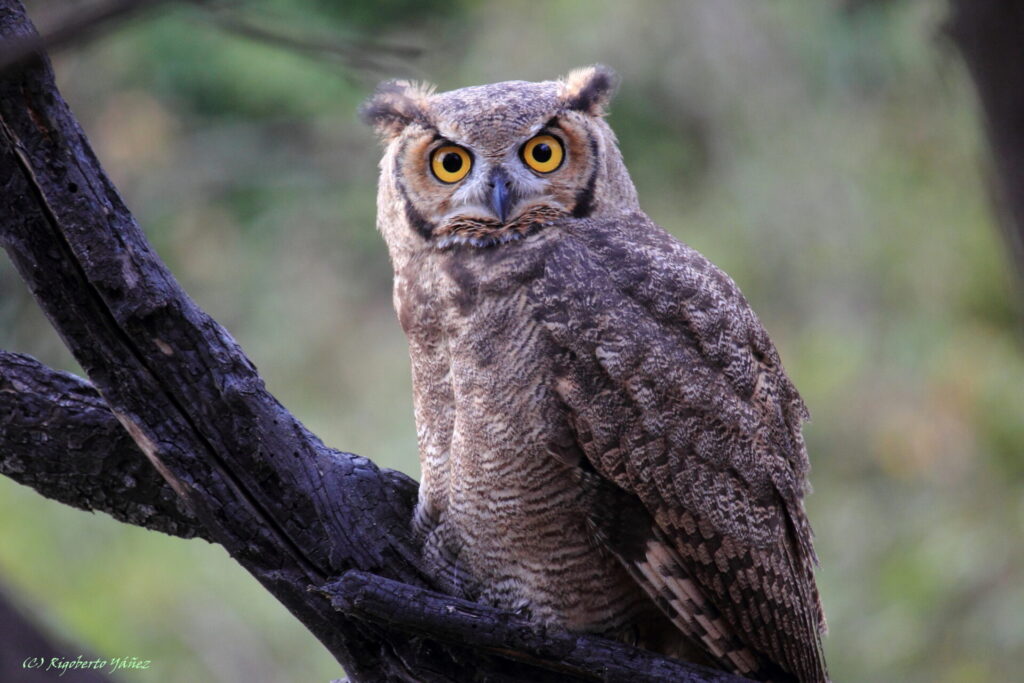 Tucúquere (Bubo magellanicus). Créditos: Rigoberto Yáñez.