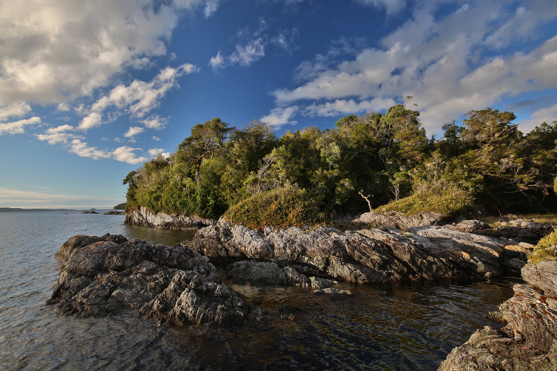 La importancia de Isla Guafo, el refugio para la biodiversidad que fue comprado por ONG de DiCaprio para ser parque nacional
