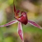 Género Caladenia. Foto: iNaturalist Colombia