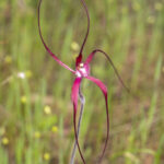Género Caladenia. Foto: iNaturalist Colombia