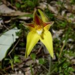 Género Caladenia. Foto: iNaturalist Colombia