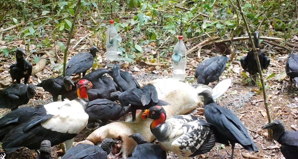 Cámara trampa controlando el bosque. Créditos: Osa Conservation