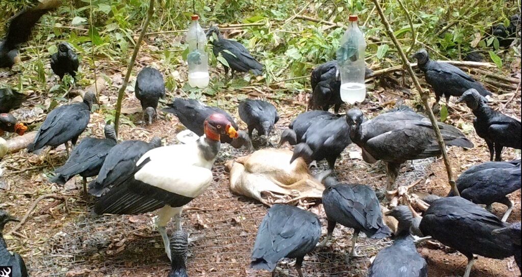 Cámara trampa controlando el bosque. Créditos: Osa Conservation
