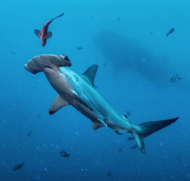 Foto de archivo de un tiburón martillo en las islas Galápagos. Foto: cortesía Pelayo Salinas de León
