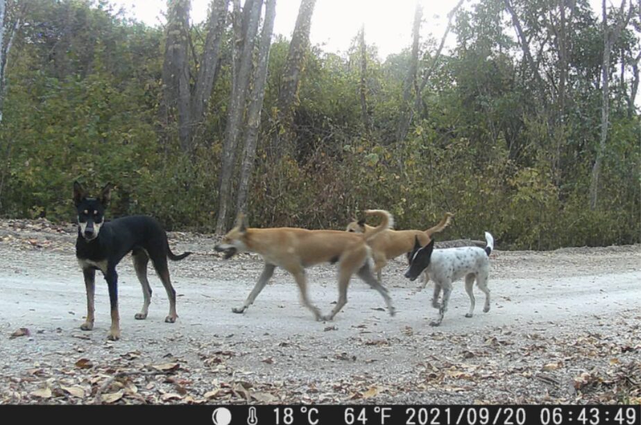 Los perros asilvestrados amenazan a la fauna en el bosque protector. Foto: cortesía Keep in Science / Benjamín Navas.