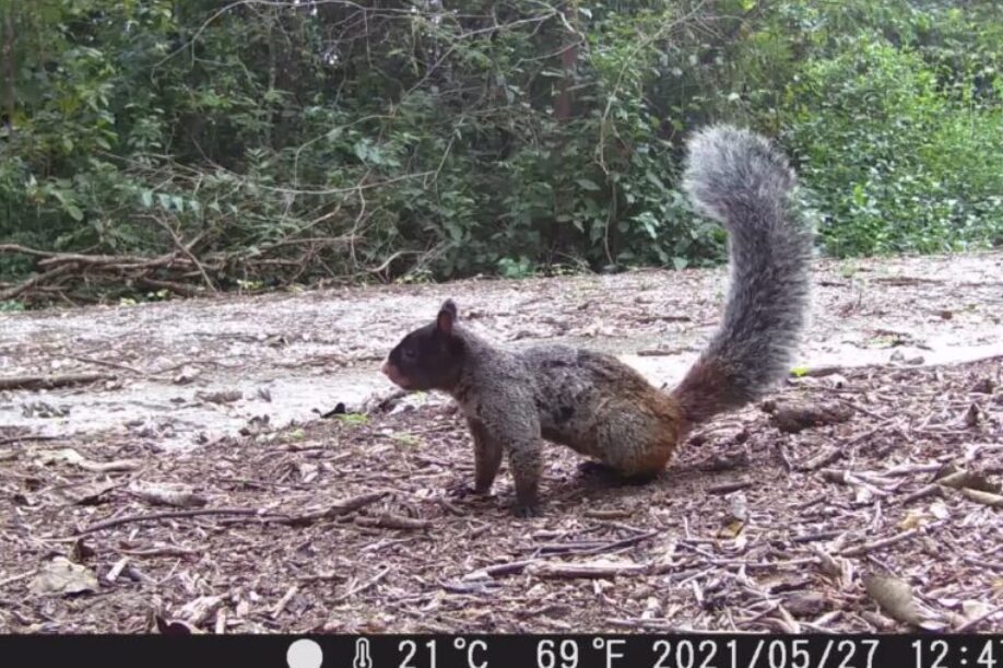 La ardilla de Guayaquil (Simosciurus stramineus) es una especie endémica de Ecuador y Perú. Foto: cortesía Keep in Science / Benjamín Navas.