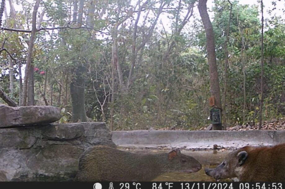 Una guatusa (Dasyprocta punctata) interactúa con un coatí (Nasua nasua manium). Foto: cortesía Keep in Science / Benjamín Navas.