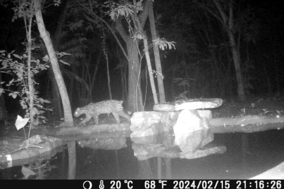 Felinos sin cola y coatíes con pérdida de pelo: alertan sobre anomalías en la fauna de Cerro Blanco, bosque emblemático de Guayaquil