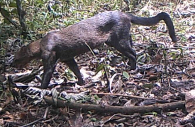 Un yaguarundí con la cola quebrada levanta las alertas en Cerro Blanco. Foto: cortesía Keep in Science / Benjamín Navas.