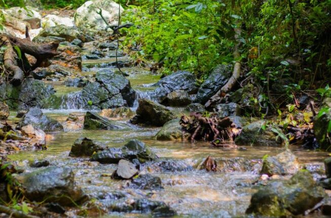 El bosque seco retiene y distribuye el agua durante los meses sin lluvia. Foto: cortesía Fundación Probosque.