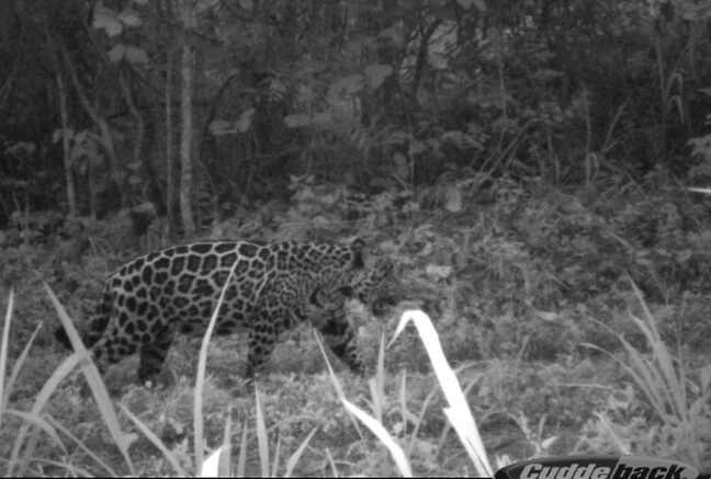En 2011 se hizo el último registro de un jaguar en Cerro Blanco. Foto: cortesía Fundación Probosque.