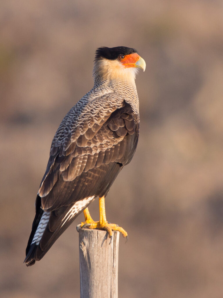 Carancho o Traro (Caracara plancus). Créditos: Jachatata.