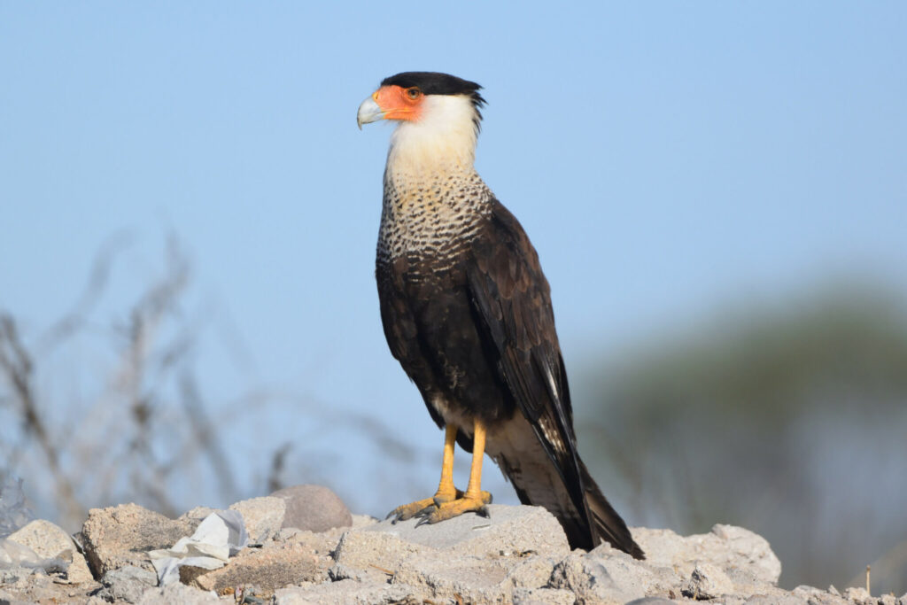 Carancho o Traro (Caracara plancus). Créditos: Juan Cruzado Cortes.