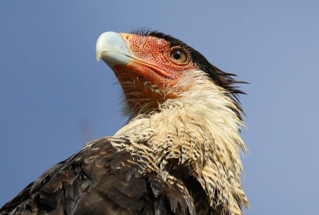 Carancho o Traro (Caracara plancus). Créditos:Paul Hoekman.