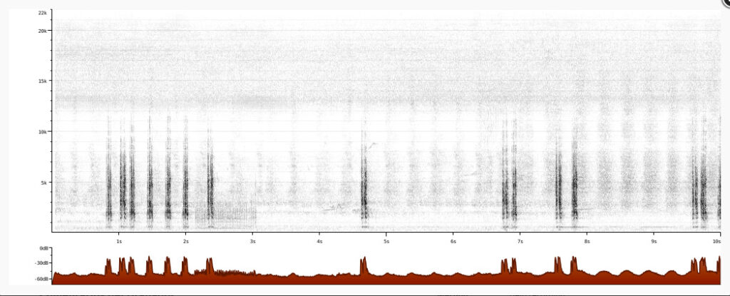 Sonograma de Caracara plancus. Créditos: Guilherme Melo, XC854908. Accesible en www.xeno-canto.org/854908.