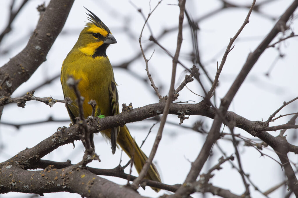 Cardenal amarillo en ambiente natural. Créditos: Gonzalo Prado
