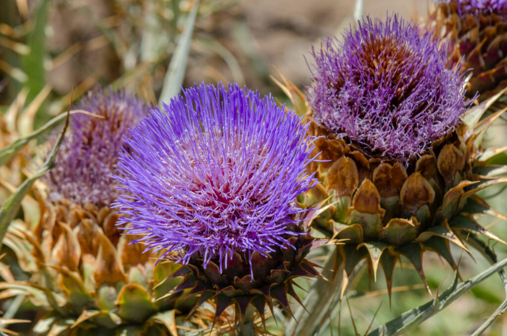 Cardo penquero (Cynara cardunculus). Créditos: ©Gabriela Germain Fonck