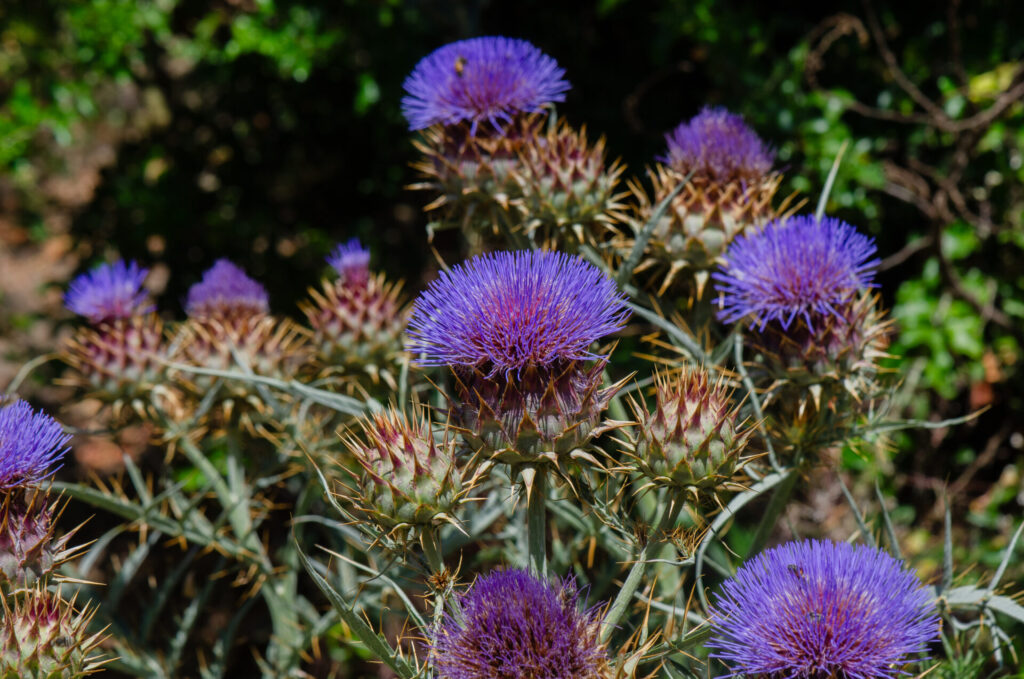 Cardo penquero (Cynara cardunculus). Créditos: ©Gabriela Germain Fonck