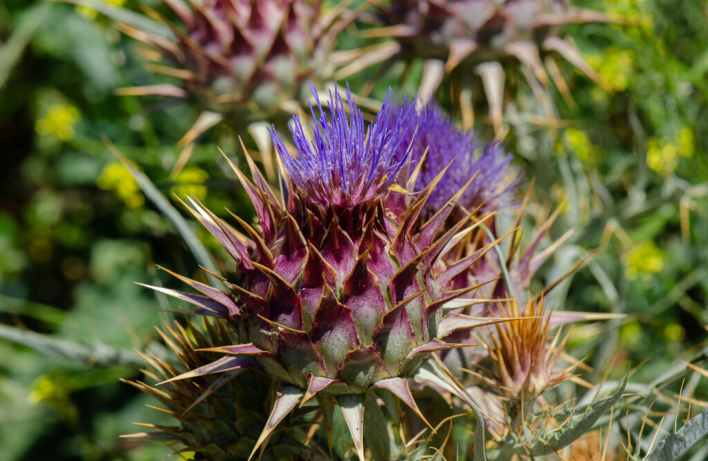 Cardo penquero (Cynara cardunculus). Créditos: ©Gabriela Germain Fonck