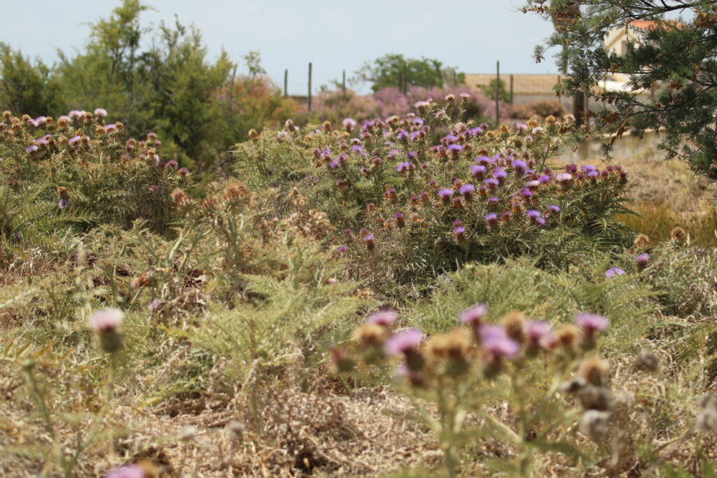 Cardo penquero (Cynara cardunculus). Créditos: ©Joao Tiago Tavares