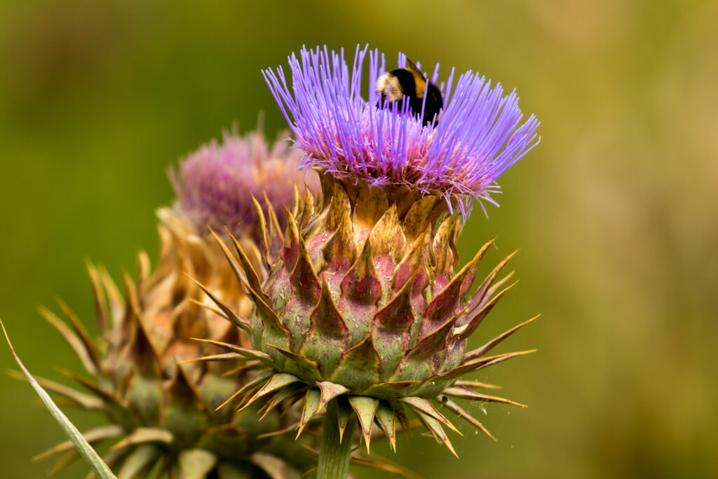 Cardo penquero (Cynara cardunculus). Créditos: ©John D. Reynolds