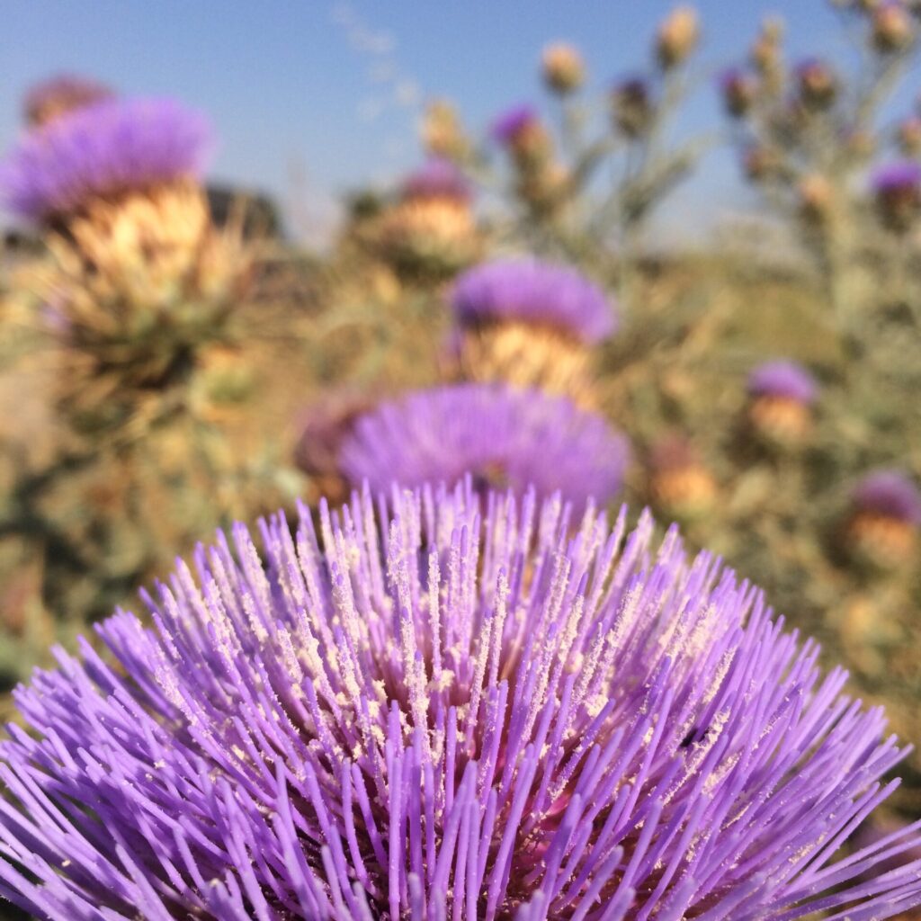 Cardo penquero (Cynara cardunculus). Créditos: ©Miquel Moya @alimento.silvestre