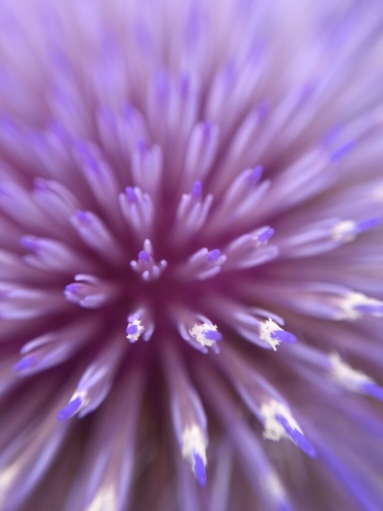 Cardo penquero (Cynara cardunculus). Créditos: ©Miquel Moya @alimento.silvestre