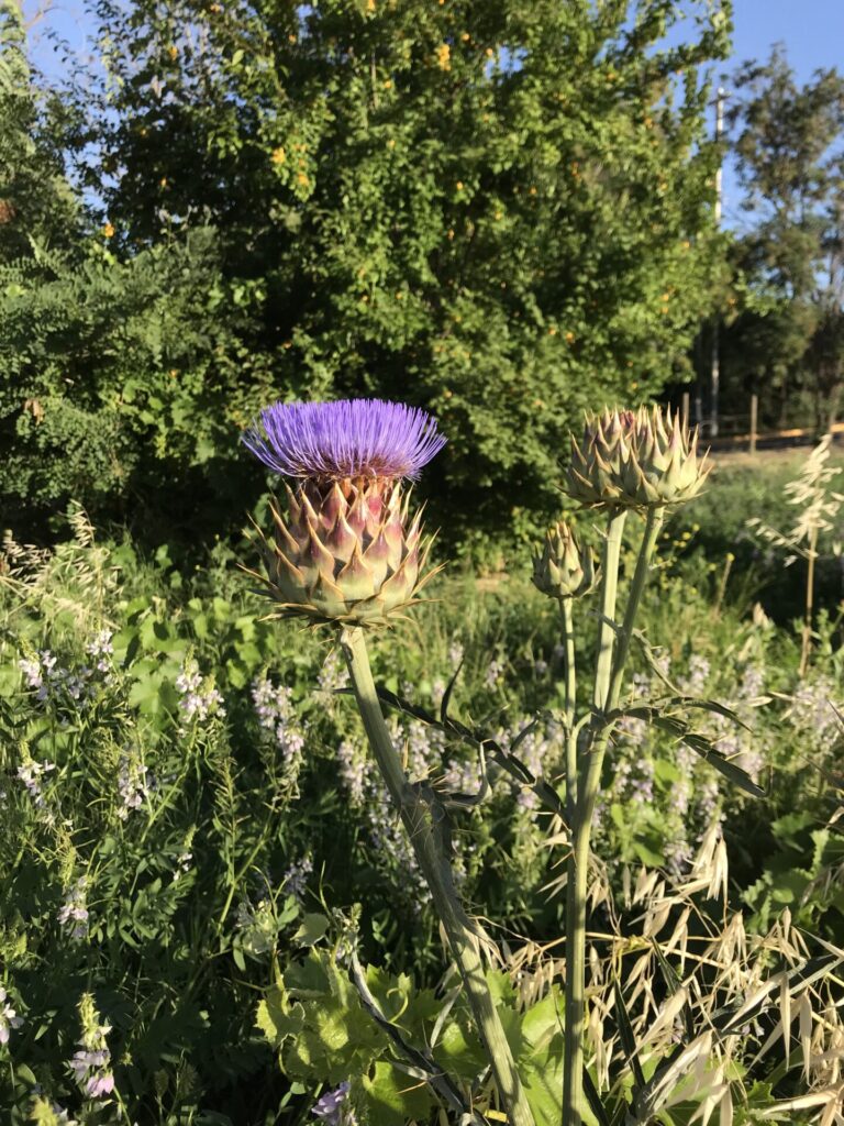Cardo penquero (Cynara cardunculus). Créditos: ©Miquel Moya @alimento.silvestre