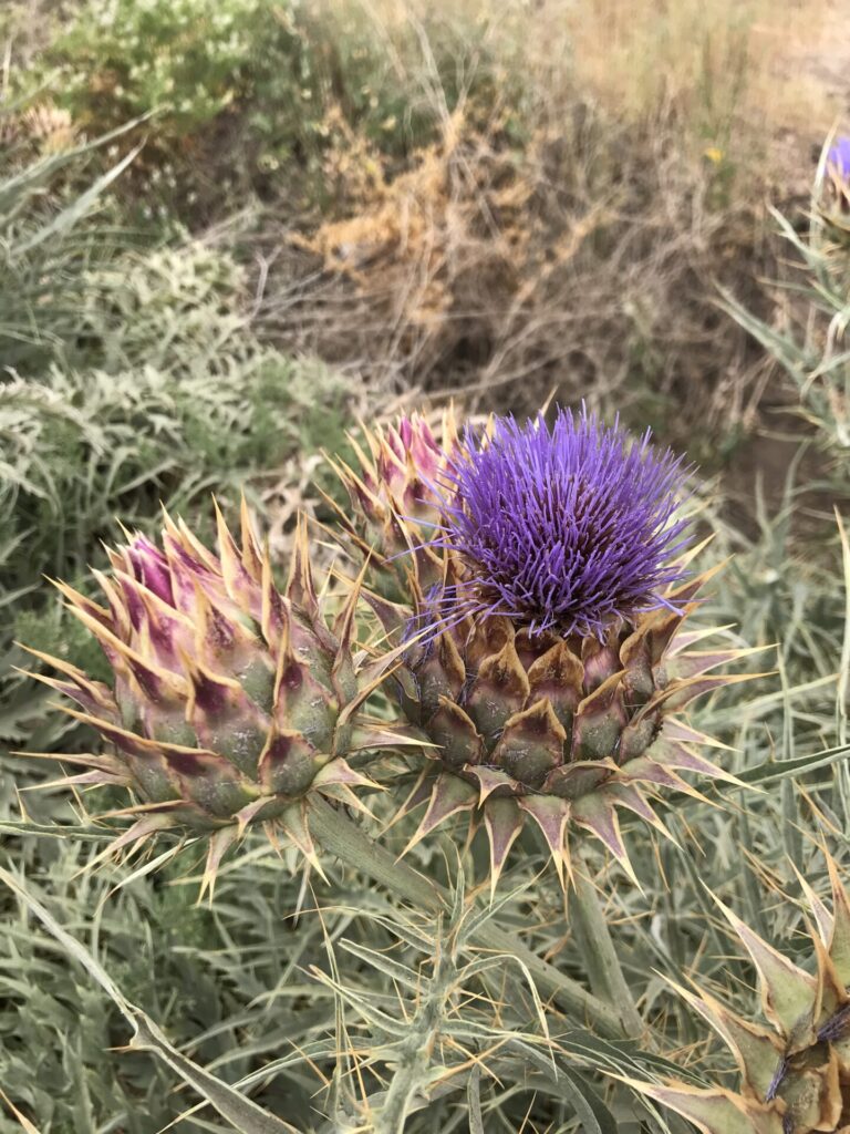 Cardo penquero (Cynara cardunculus). Créditos: ©Miquel Moya @alimento.silvestre