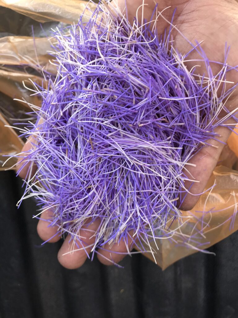 Cardo penquero (Cynara cardunculus). Créditos: ©Miquel Moya @alimento.silvestre